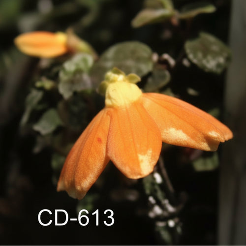 CD 613-1 Flower  4"Dia.