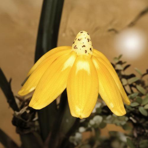 CD614-2 Flower 6.75"dia.