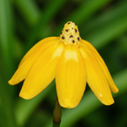 CD614-2 Flower 6.75"dia.