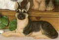 German Shepherd 5.25"t