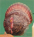 Turkey Candy Bowl 7"t