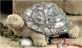 Garden Turtle 10x4.5"